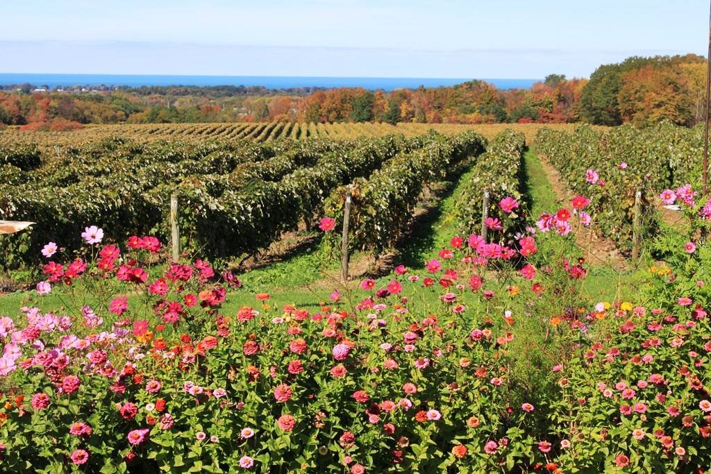 Lake Erie Wine Country