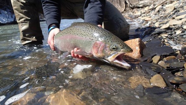 Fish caught by Adventure Bound onthefly